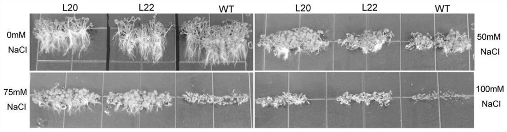 Salix matsudana 1, 7-sedoheptulose bisphosphatase as well as encoding gene and application thereof