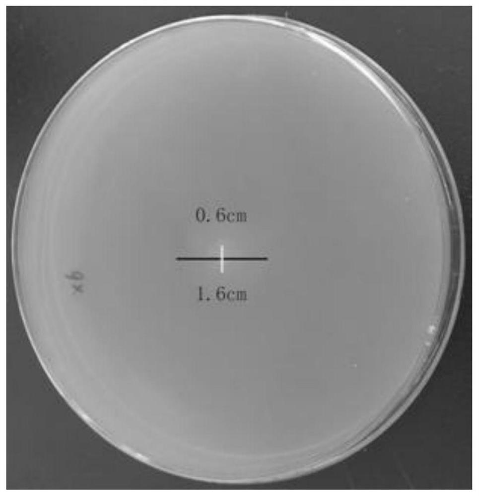 Cellulose-degrading biocontrol bacillus and application and preparation thereof