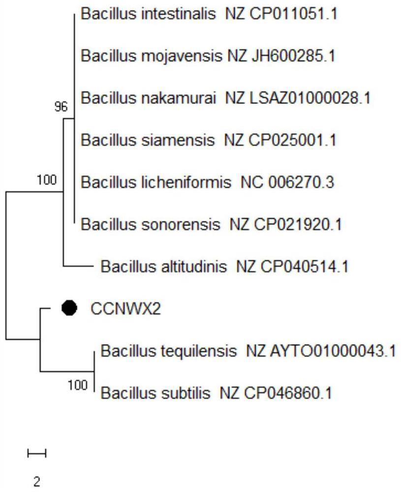 Cellulose-degrading biocontrol bacillus and application and preparation thereof