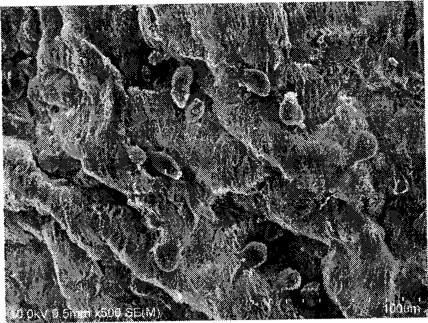 Vascular substrate without cell in vascular tissue and preparation method thereof