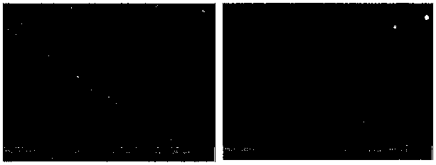 Method for directly writing magneto-optic waveguide on diamagnetic photosensitive glass by using femtosecond laser