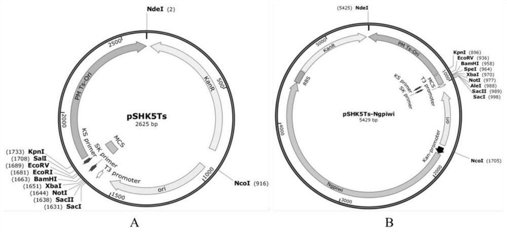 Pasteurella multocida gene knockout strain mediated by ngpiwi protein and its construction method and application