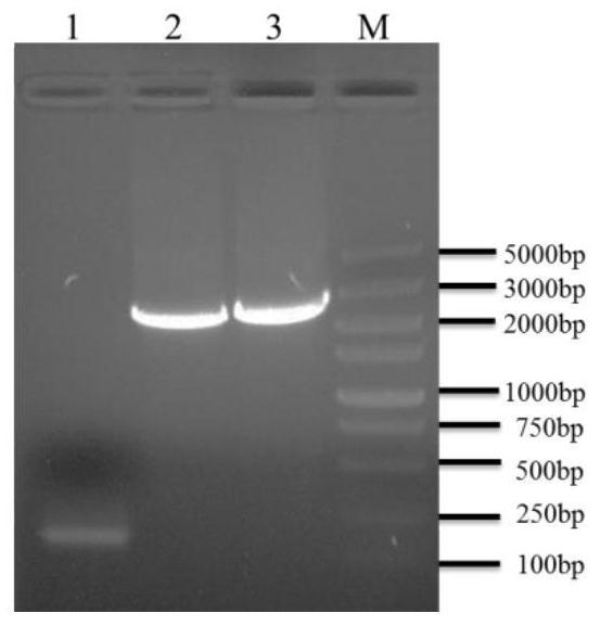 Pasteurella multocida gene knockout strain mediated by ngpiwi protein and its construction method and application