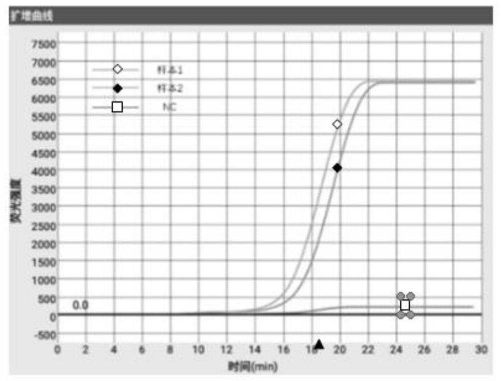 LAMP primer group for detecting giardia, kit and application