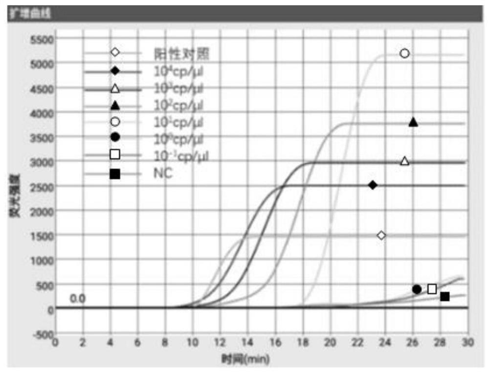 LAMP primer group for detecting giardia, kit and application