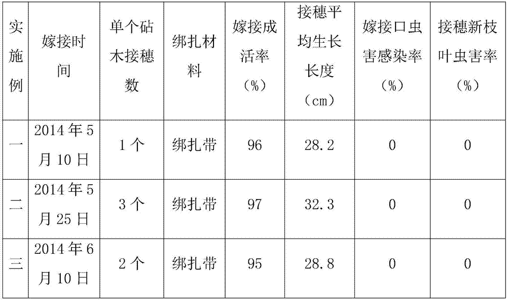 Tree grafting method for Camellia liberofilamenta Chang et C.H.Yang