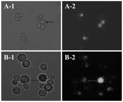 Recombinant Saccharomyces cerevisiae and its application in synthesizing dipeptide