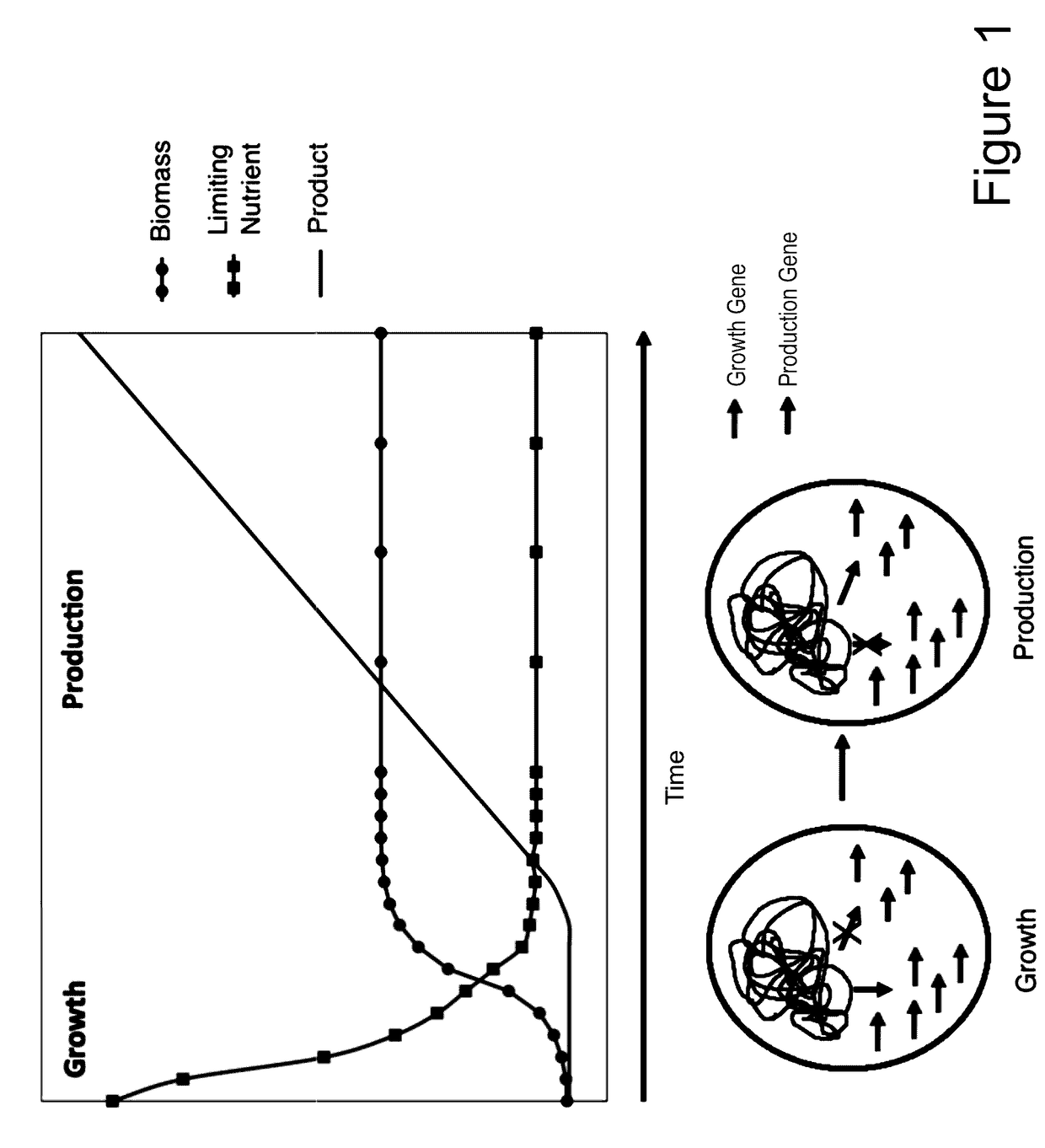 Compositions and methods for rapid and dynamic flux control using synthetic metabolic valves