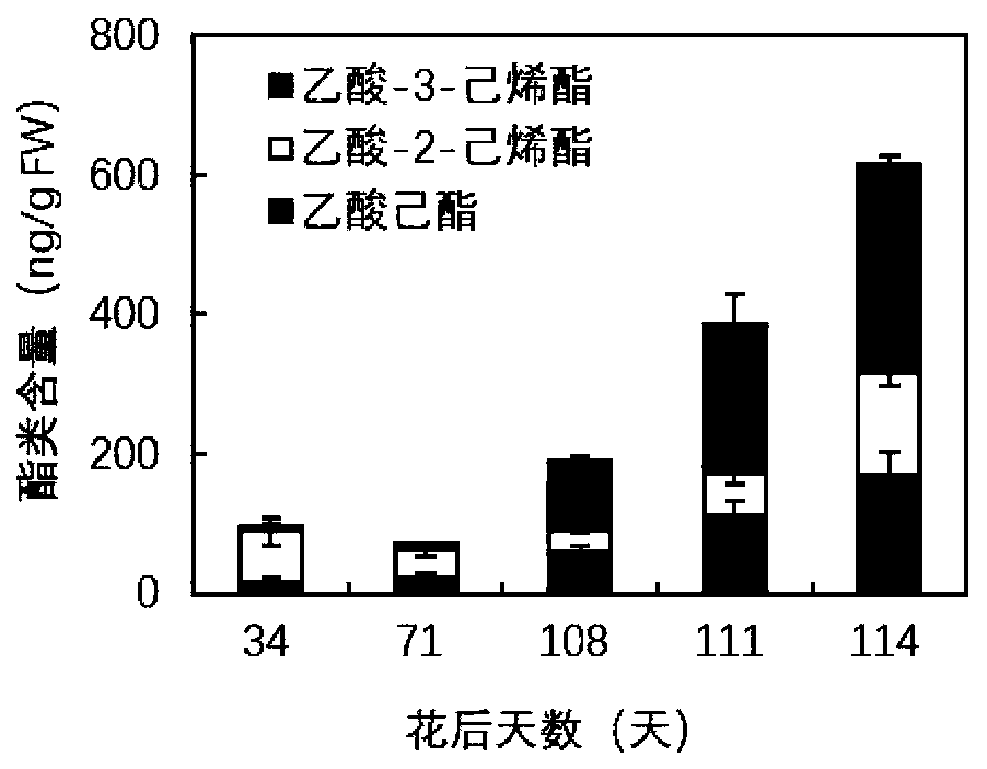 Transcription factor PpNAC1 participating in synthesis regulation of peach ester aromatic substances and application of transcription factor PpNAC1