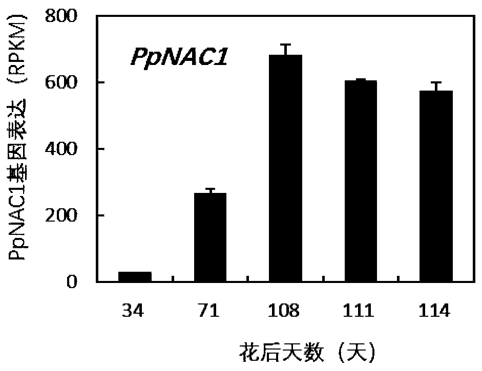 Transcription factor PpNAC1 participating in synthesis regulation of peach ester aromatic substances and application of transcription factor PpNAC1