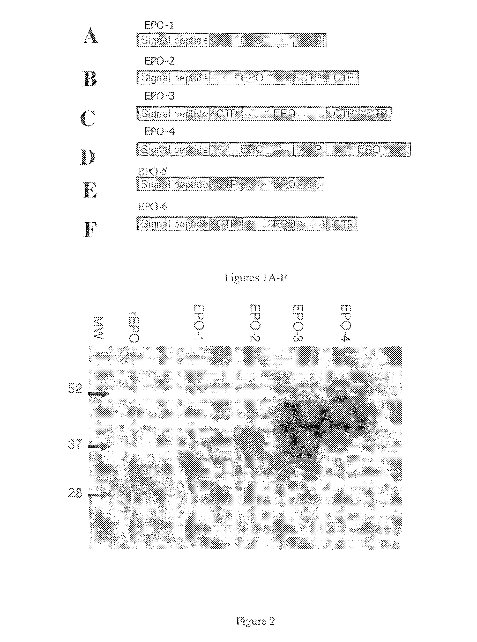 Long-acting polypeptides and methods of producing and administering same