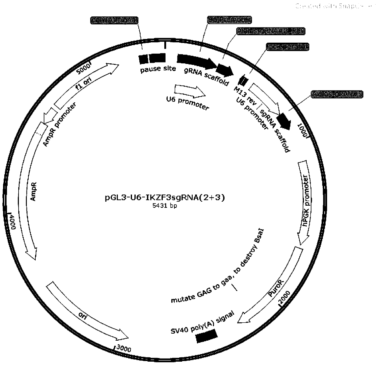 IKZF3 gene-silenced T cells and application thereof