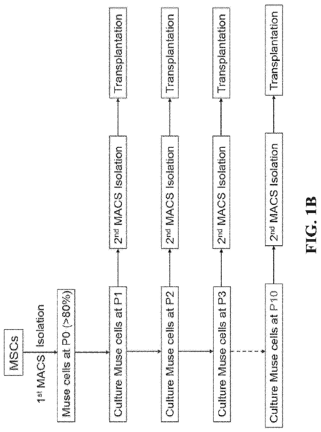 Methods for enriching populations of cells