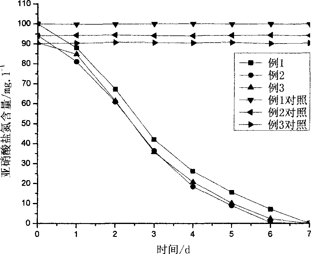 Process for degrading cultivation waste water nitrite using immobilized nitrifying bacteria