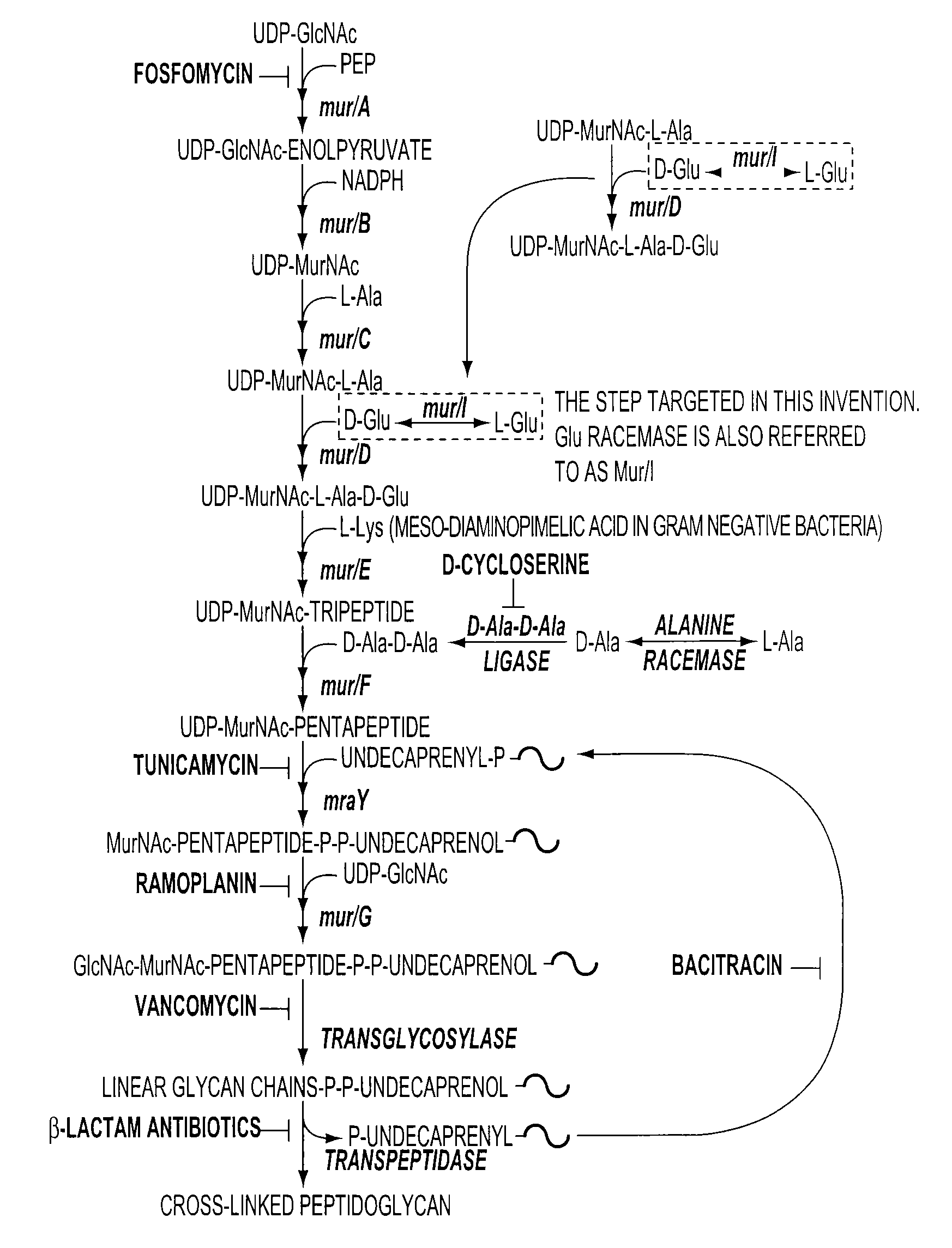 Model for Glutamate Racemase Inhibitors and Glutamate Racemase Antibacterial Agents