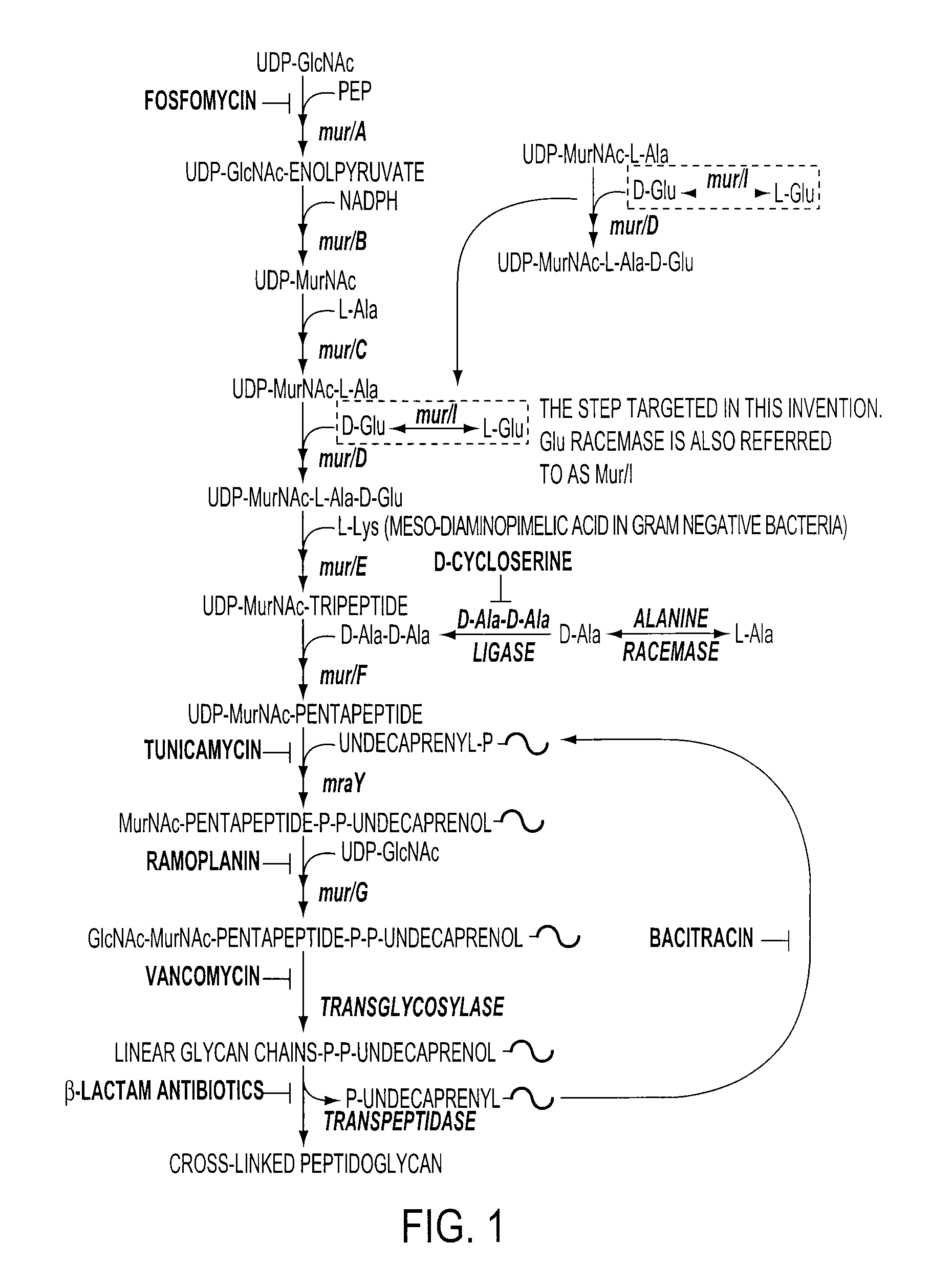 Model for Glutamate Racemase Inhibitors and Glutamate Racemase Antibacterial Agents