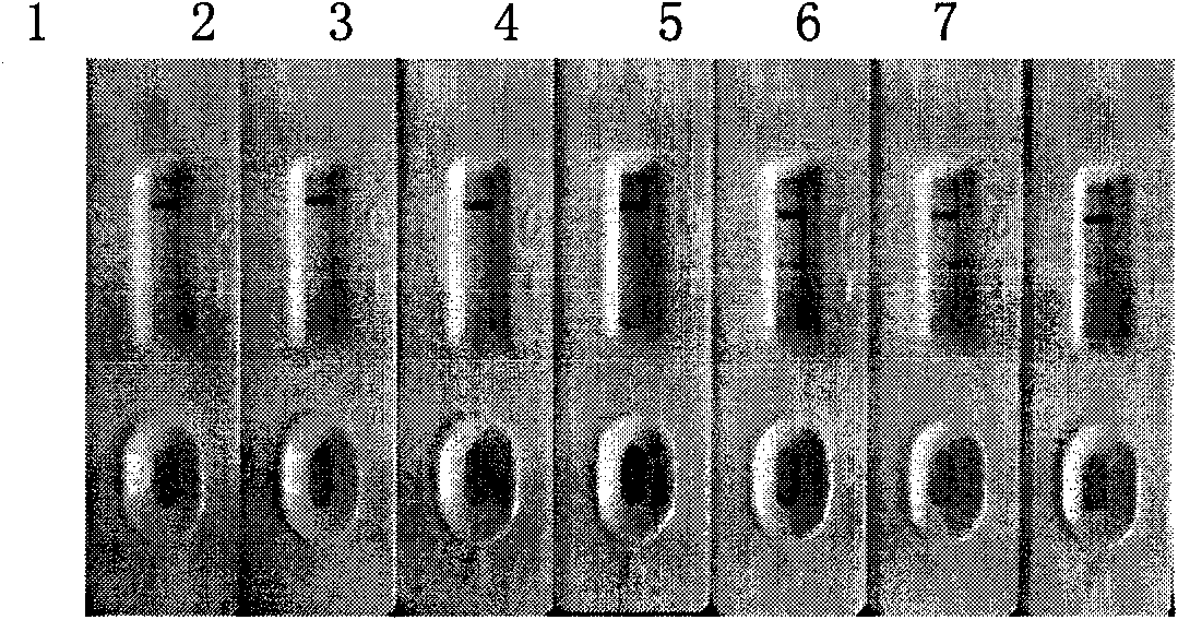 New colloidal gold immunochromatographic method for fast qualitative and quantitative detection of ricin