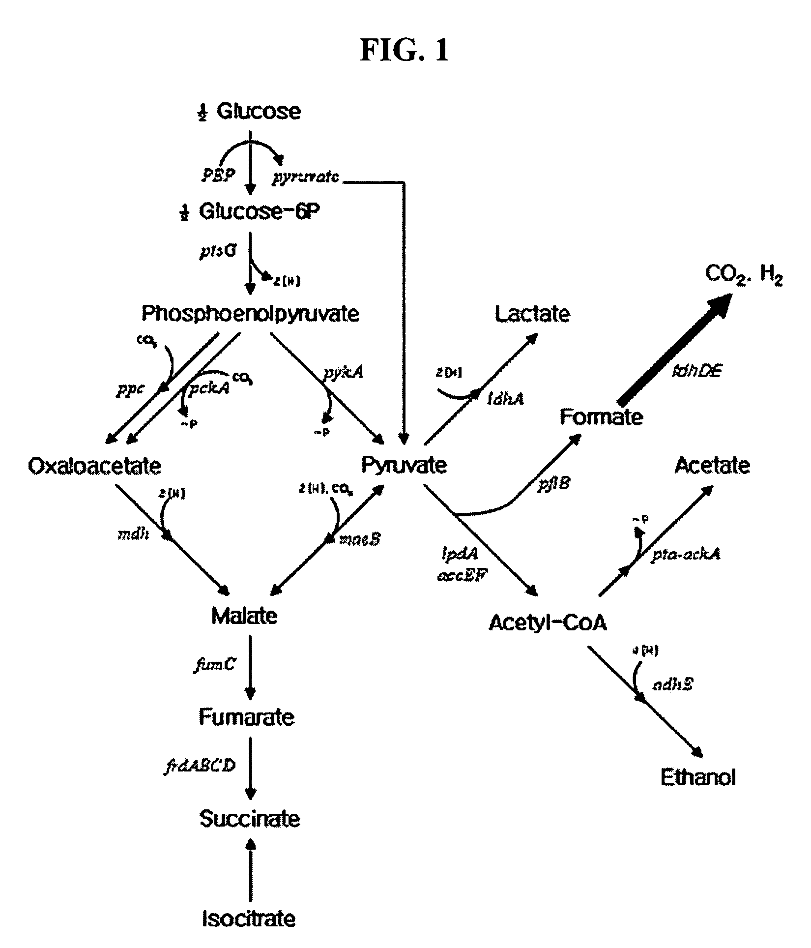 Gene encoding formate dehydrogenases D & E and method for preparing succinic acid using the same