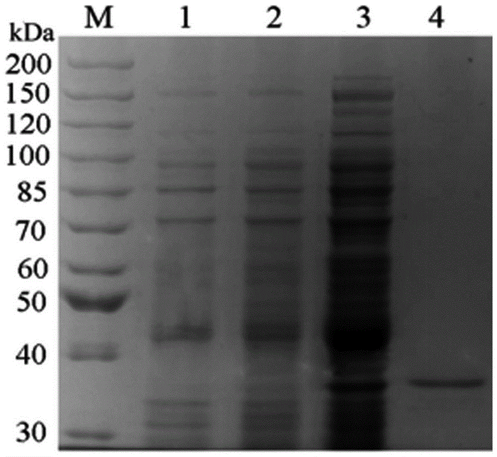 Thermally stable mutant aromatic sulfatase and its gene and use