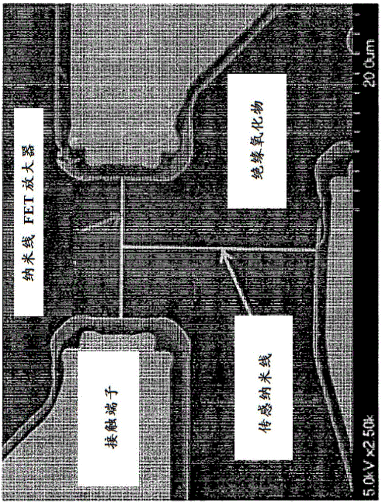 Biomolecular detection test strip design