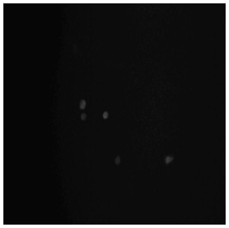 Preparation method of long-term anti-pollution electrochemical biosensor based on human serum albumin molecularly imprinted polymer gel