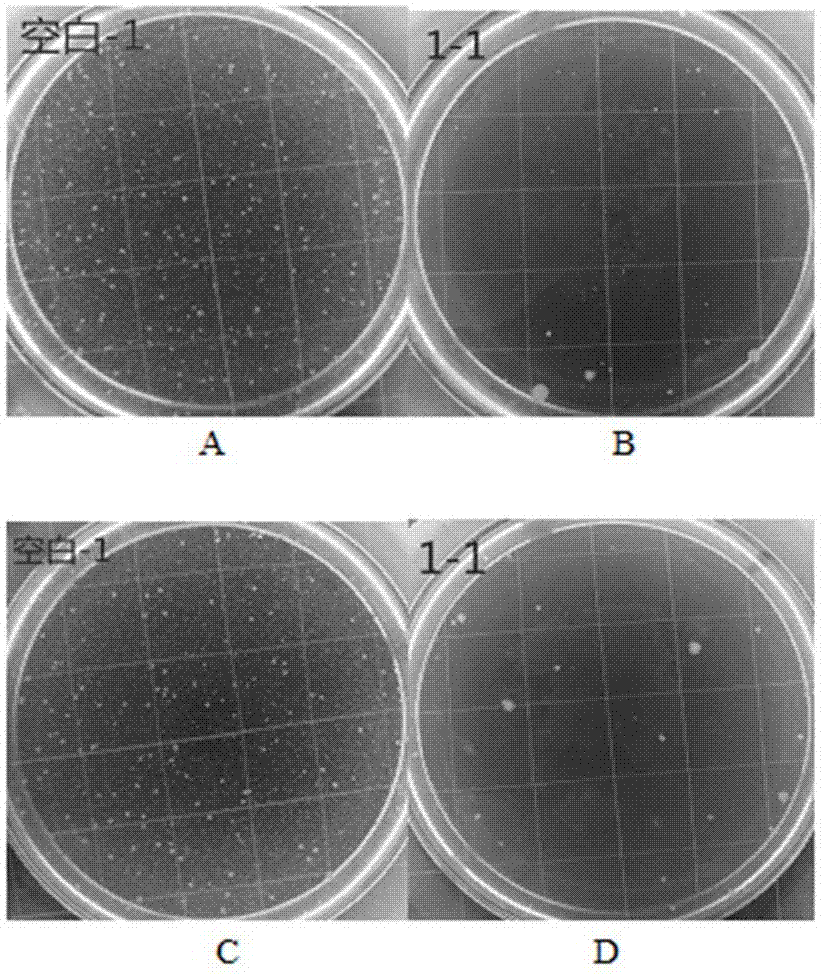 Latex without separation and with sterilizing function as well as preparation method and application thereof