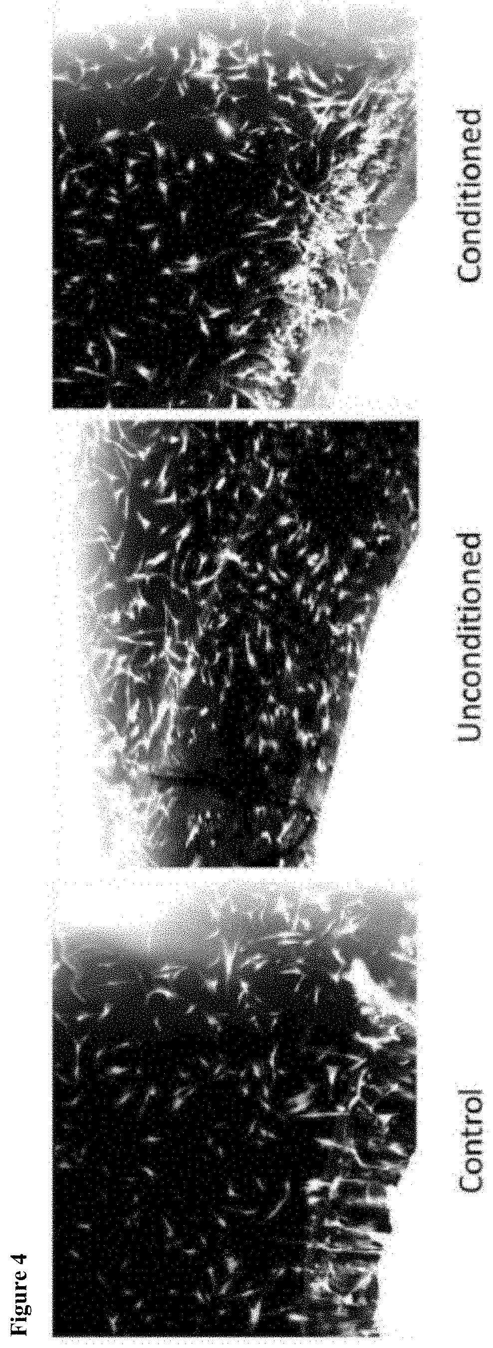 Biocompatible conditioned cell medium compositions and uses thereof