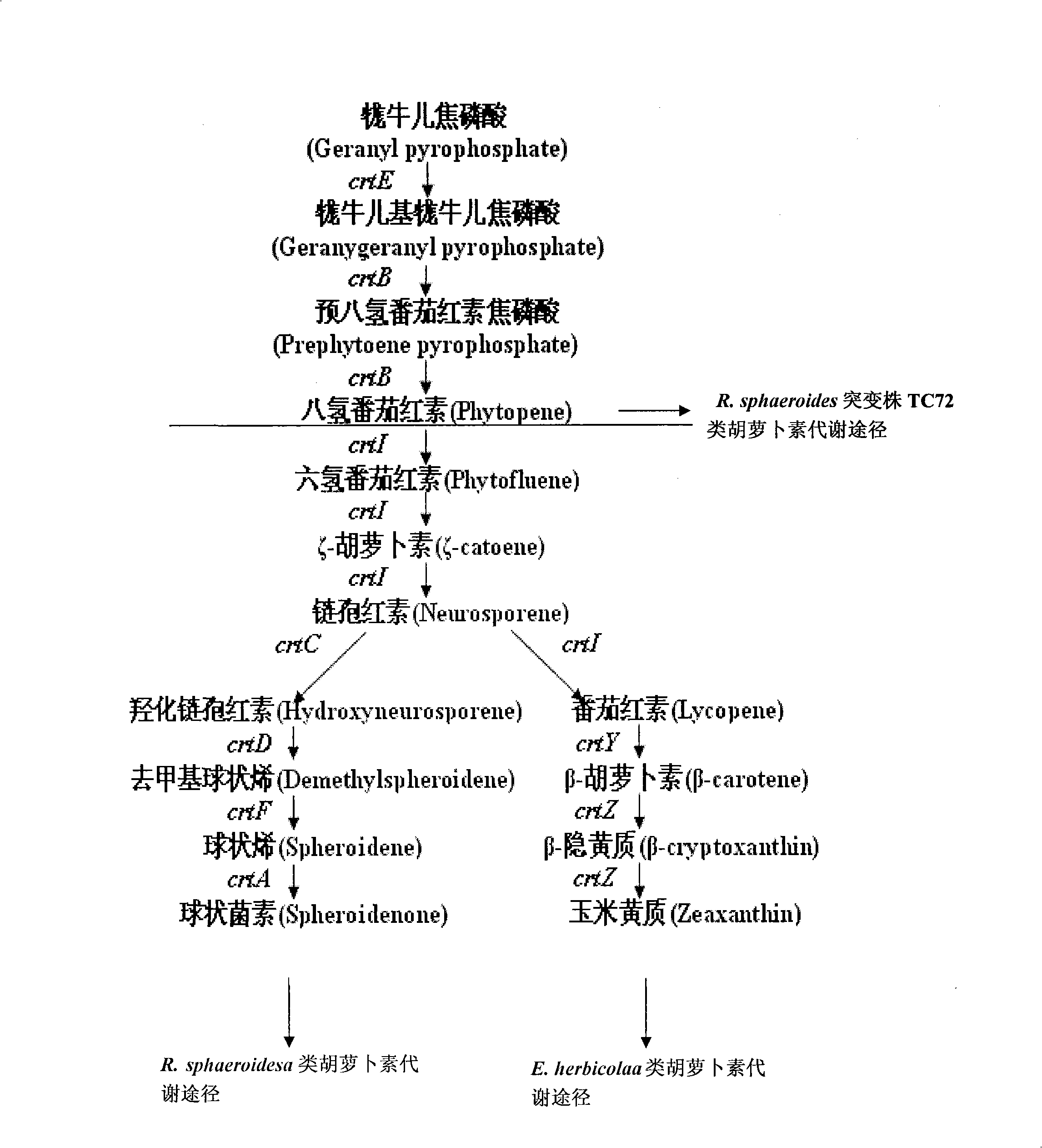 Preparation method of lycopene