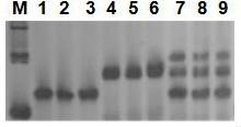 Primer for identifying seed purity of Jinyan brilliant green No.1 brassica chinensis and application of primer