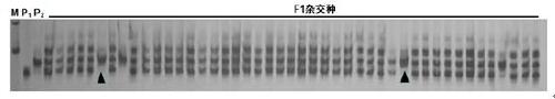 Primer for identifying seed purity of Jinyan brilliant green No.1 brassica chinensis and application of primer