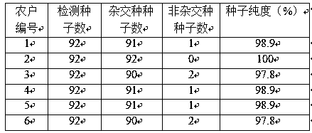 Primer for identifying seed purity of Jinyan brilliant green No.1 brassica chinensis and application of primer