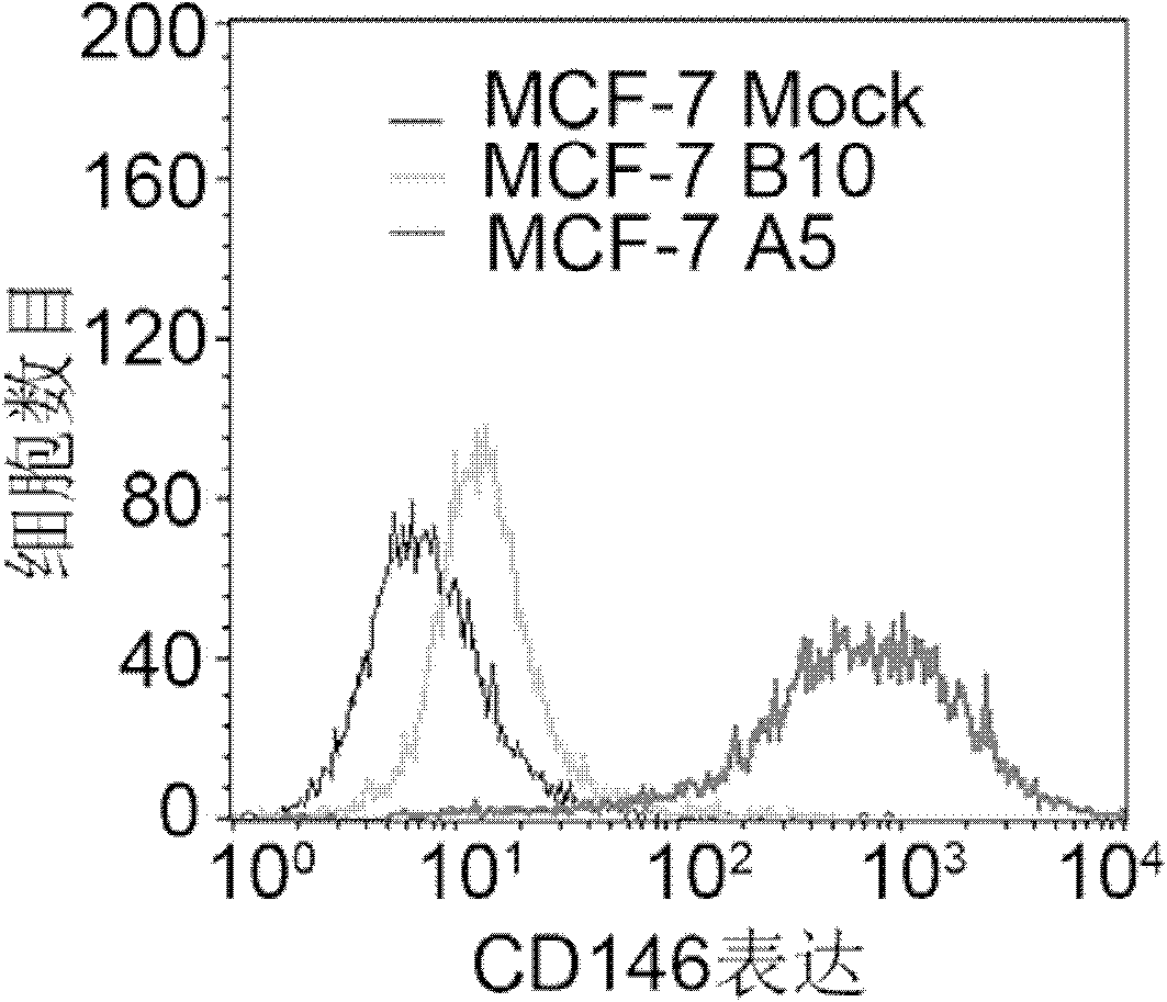 CD146 and antibody diagnosis thereof, and application in treating triple negative breast cancer