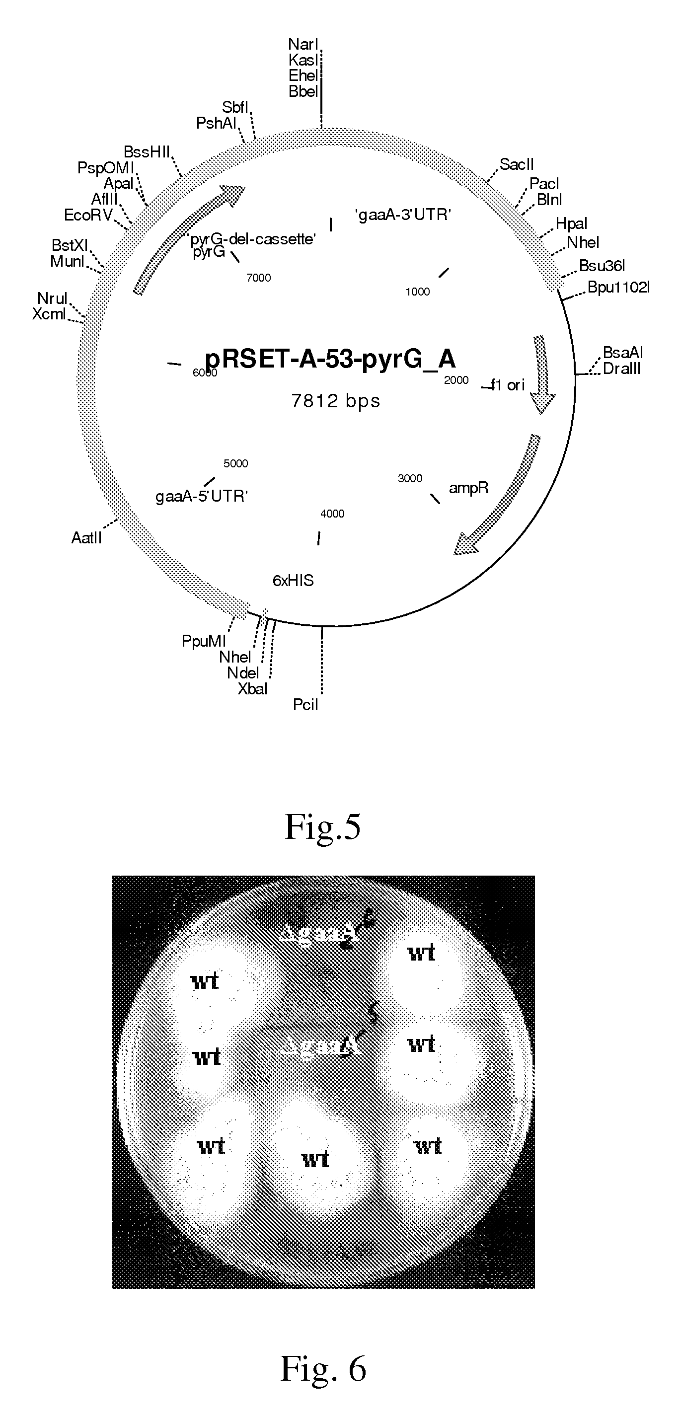 Conversion of hexuronic acid to hexaric acid