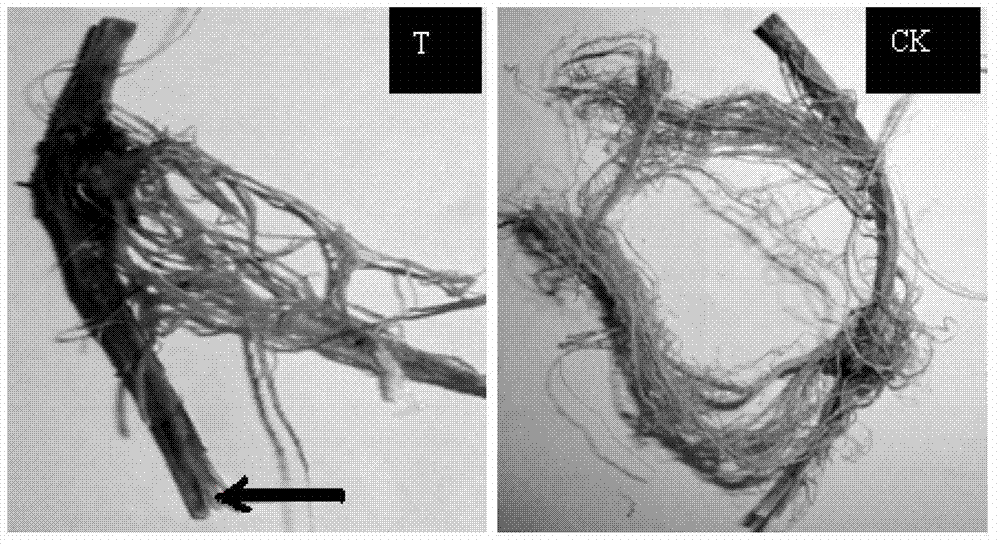 Agrobacterium rhizogenes-mediated and vacuum infiltration-assisted soybean genetic transformation method