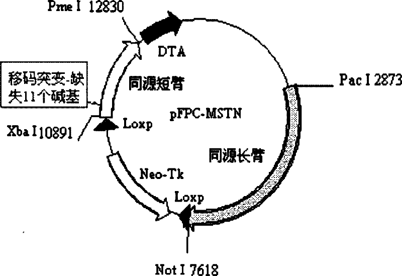 Method for introducing frame-shift mutation in MSTN (myostatin) genes of cattle