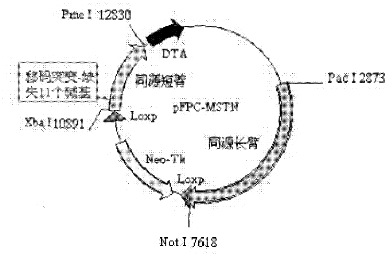 Method for introducing frame-shift mutation in MSTN (myostatin) genes of cattle