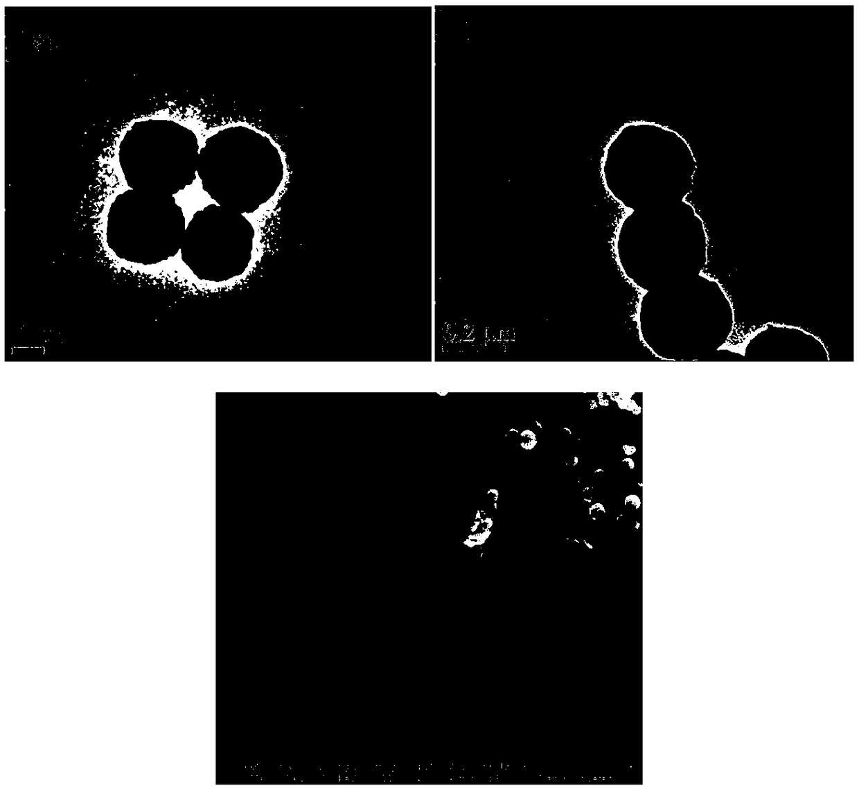 Preparation method and application of polyethylenimine-modifed magnetic microspheres