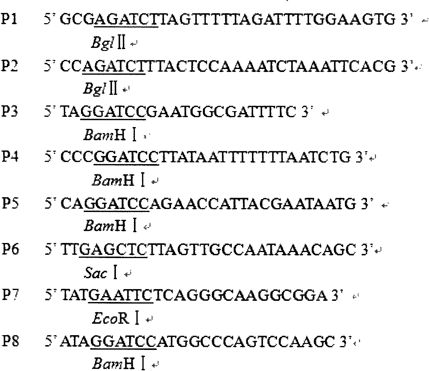 High-efficiency expression vector of xylanase in bacillus subtilis and construction method thereof