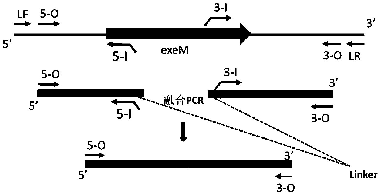 Electricity-generating Shewanella engineering strain, construction method and application