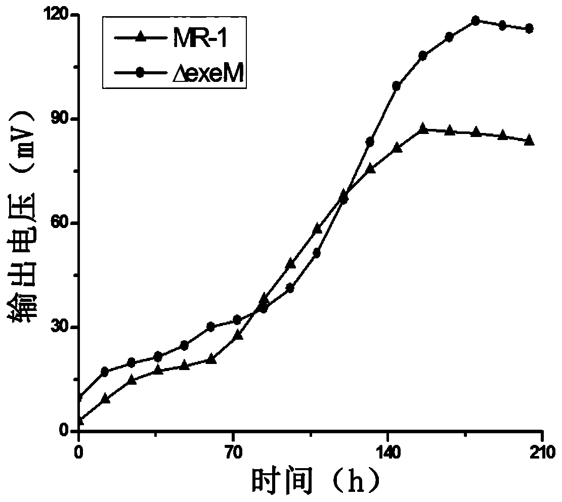 Electricity-generating Shewanella engineering strain, construction method and application