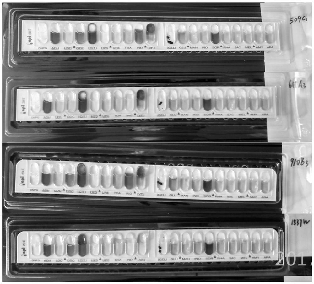 Cronobacter spp. standard strain containing specific molecular target and detection and application of cronobacter spp. standard strain