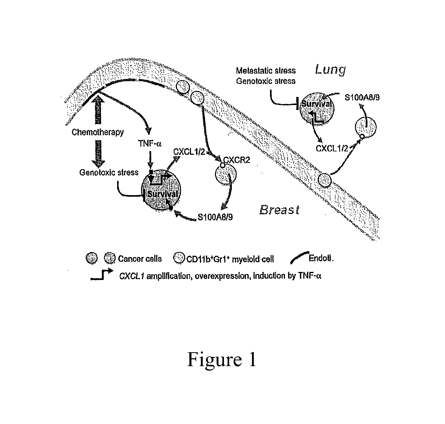 S100A8/A9 as a Diagnostic Marker and a Therapeutic Target