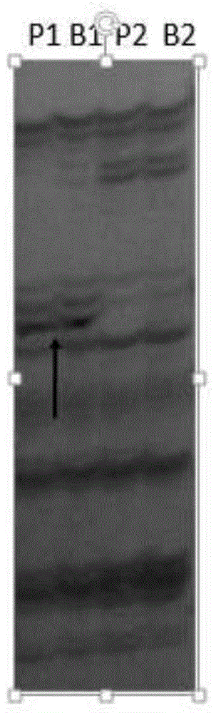 Molecular marker suitable for detecting radish leaf margin lobe trait and application of molecular marker