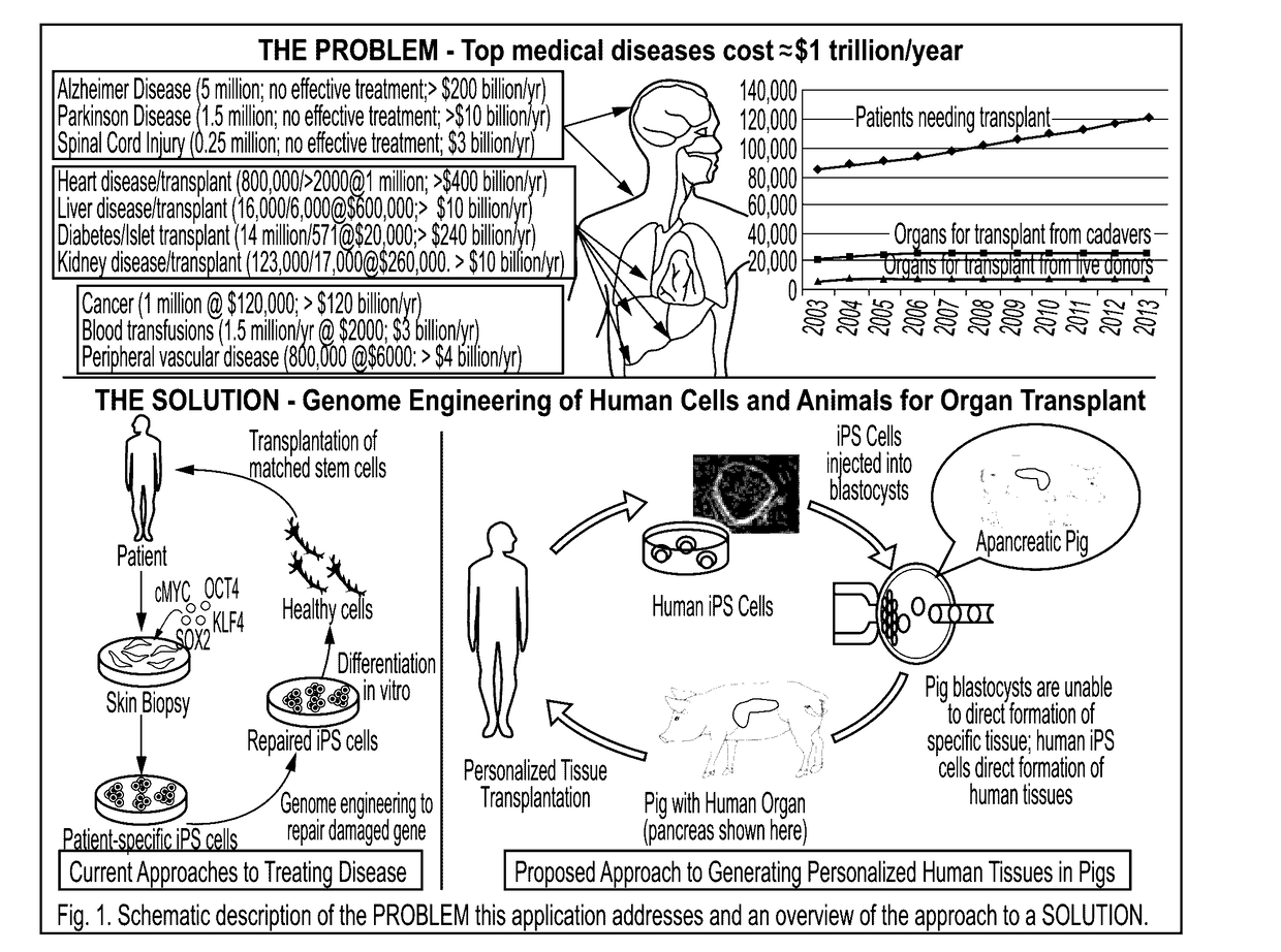 Engineering of humanized car t-cell and platelets by genetic complementation