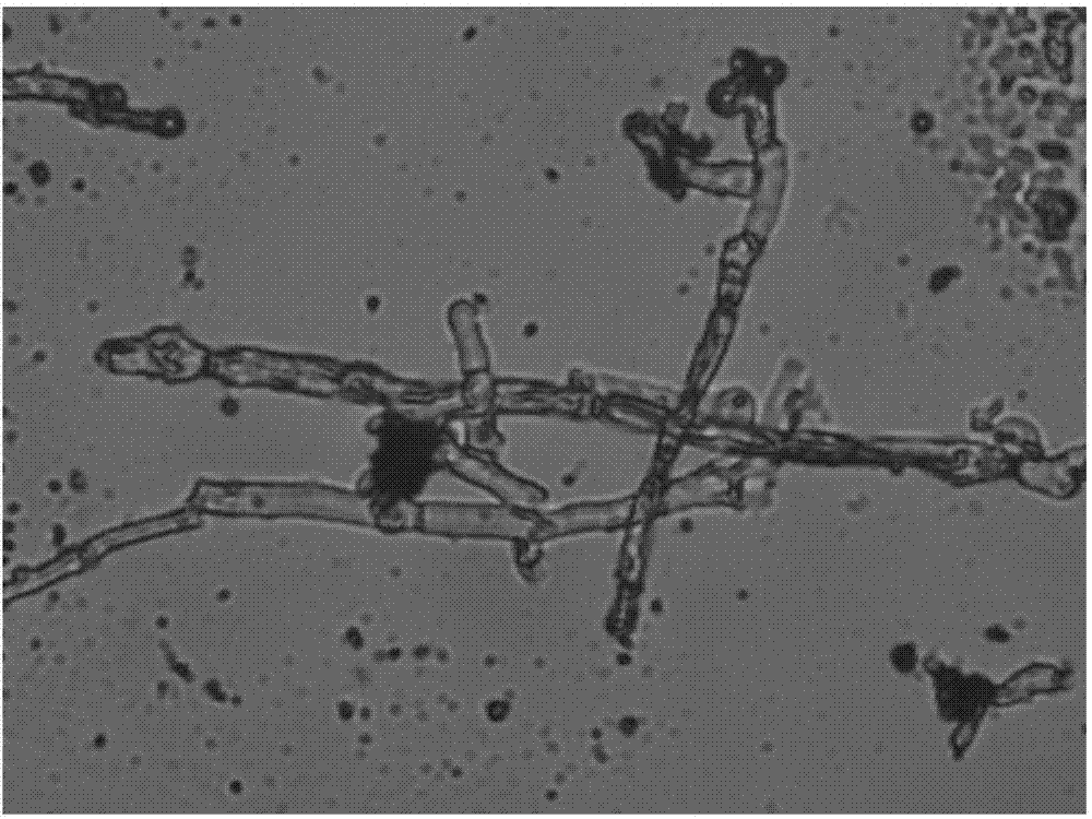 A method for enriching Monascus by using retrograded starch