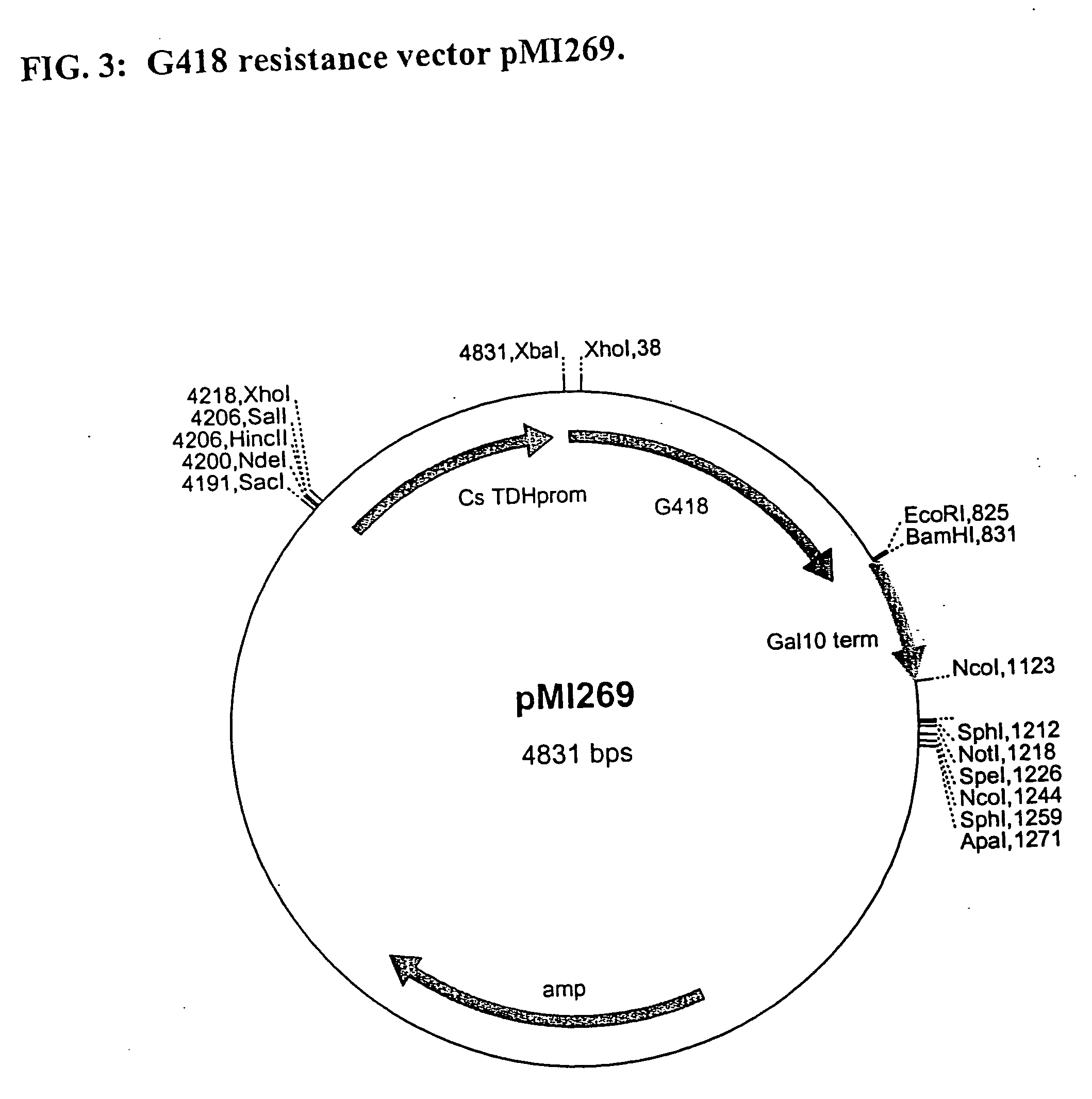 Methods and materials for the production of organic products in cells of Candida species