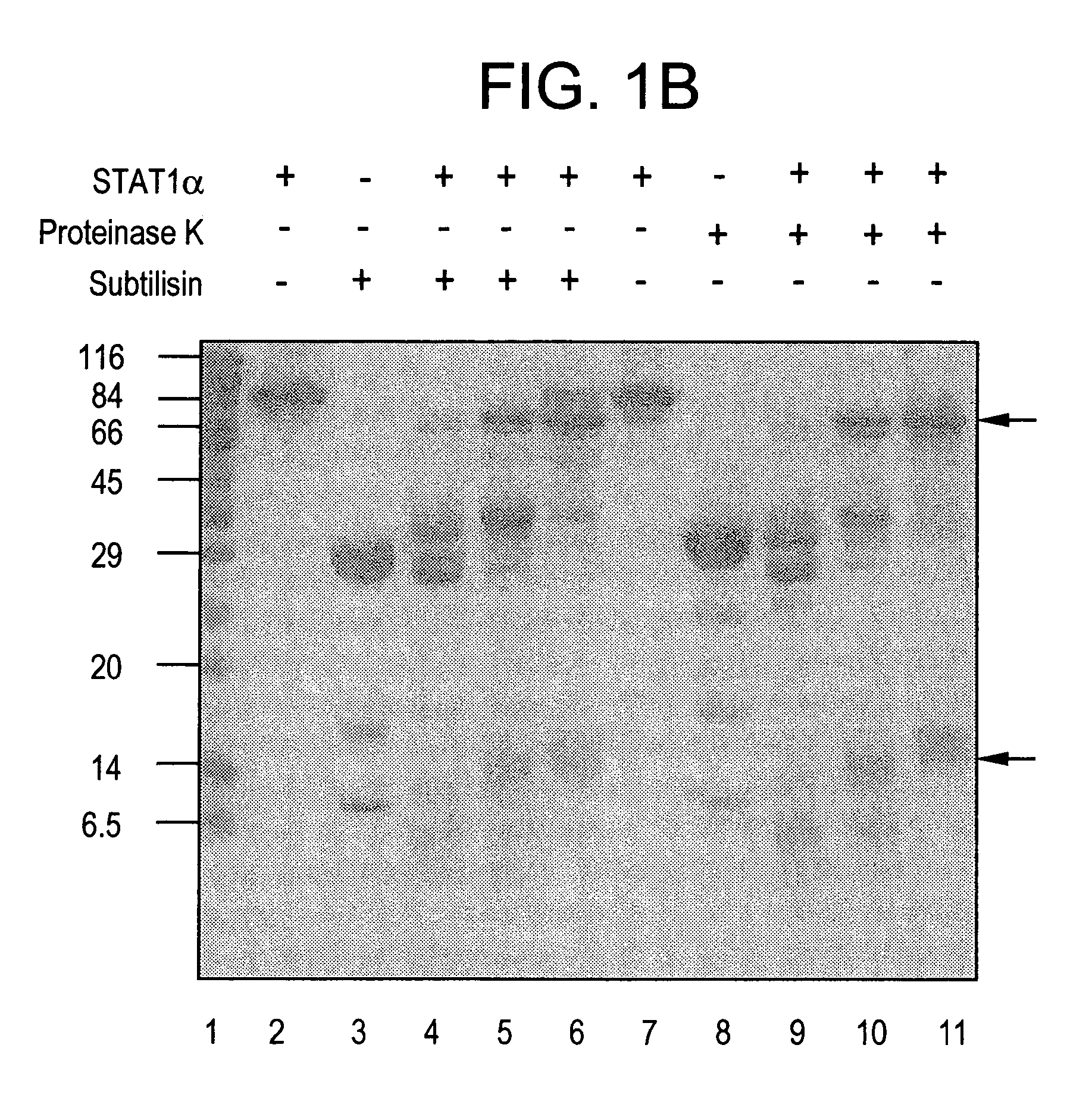 Purified Stat proteins and methods of purifying thereof