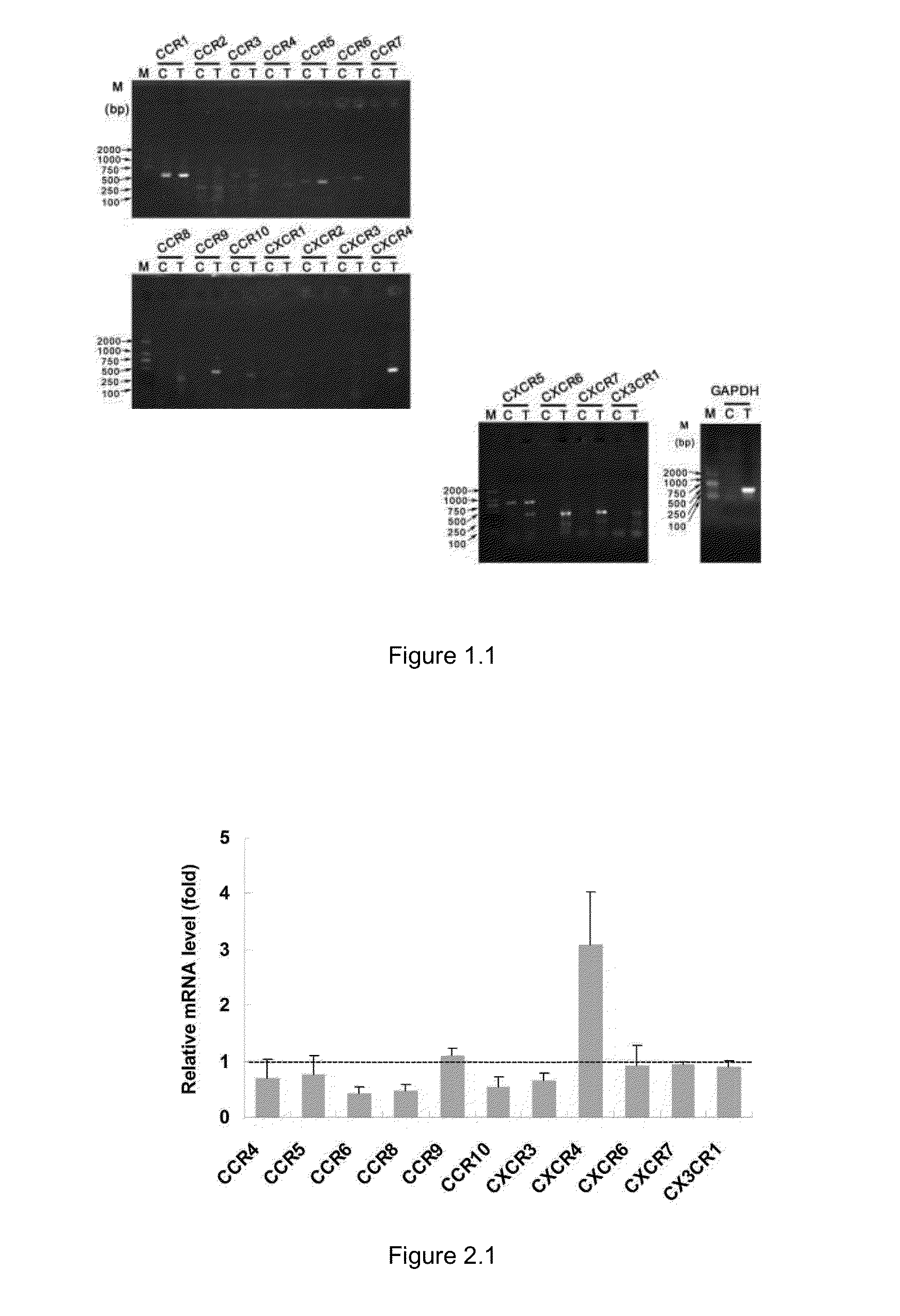 Method and medicament for inhibiting lymphangiogenesis