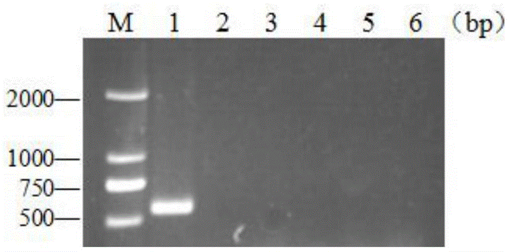 Molecular marker for rapidly detecting listeria monocytogenes