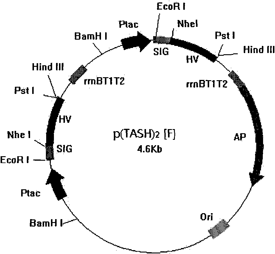 New high-efficiency secretion and expression system of colibacillus and application thereof